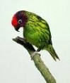 /album/lori%20fialovolici%20-%20goldie%c2%b4s%20lorikeet/lori-fialovolici-3-jpg/
